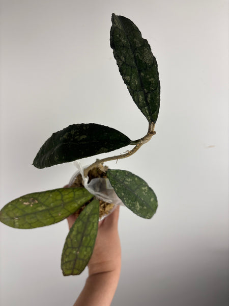 hoya clemensiorum crocodile C
