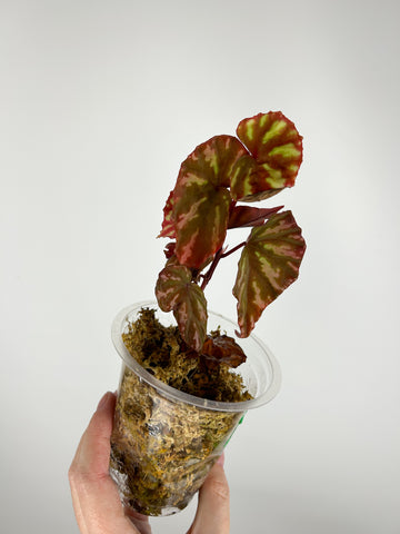 Begonia sp 2 B - AS IS