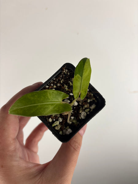 alocasia lauterbachiana variegated