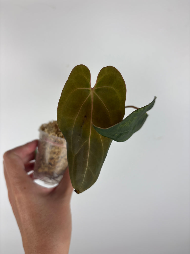 Anthurium blue papi x dark pheonix 5 – We Pot Plants