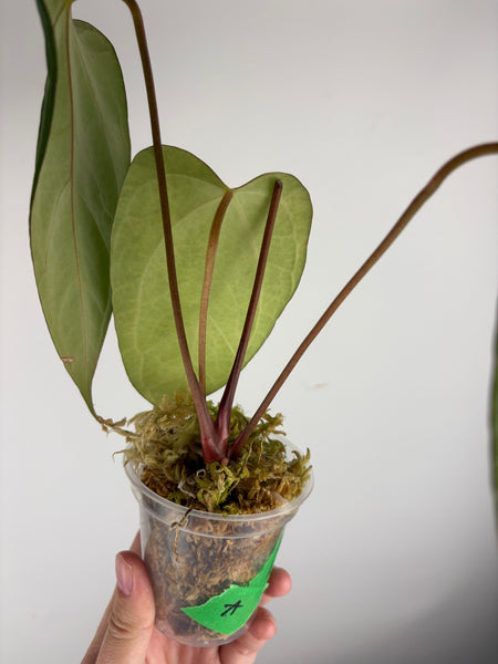 Anthurium black sweet x Fort Sherman A2