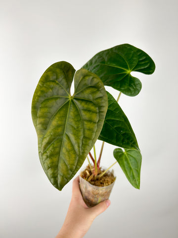 Anthurium forgetii x luxurians B (Thailand)