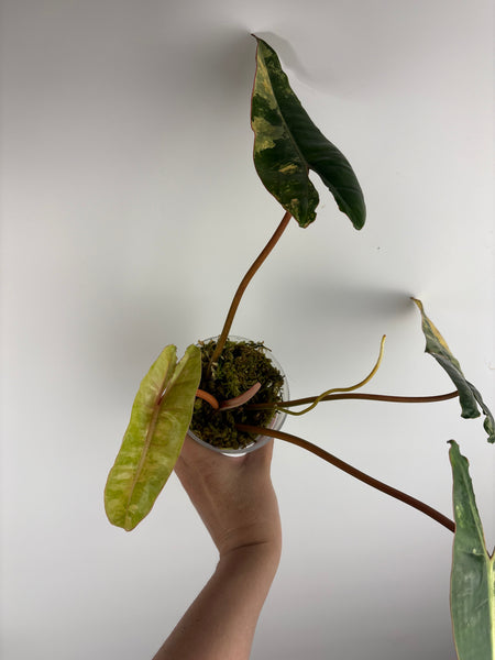 Philodendron billietiae variegated E