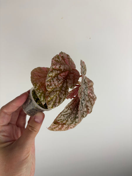 begonia snow capped variegated A