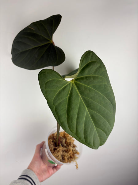 Anthurium black sweet x nero B