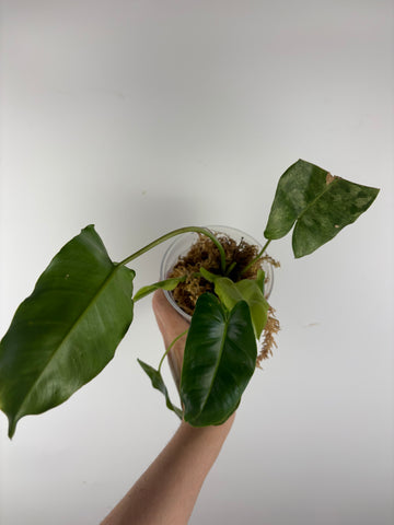 Philodendron burle Marx x verde 2