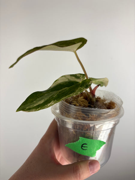 Anthurium papillilaminum variegated x Carlablackiae (Thailand) E