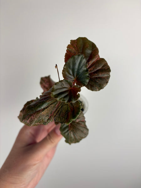 begonia cucullata pink low var C