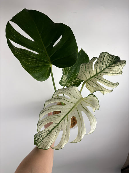 Monstera devil (Thailand)