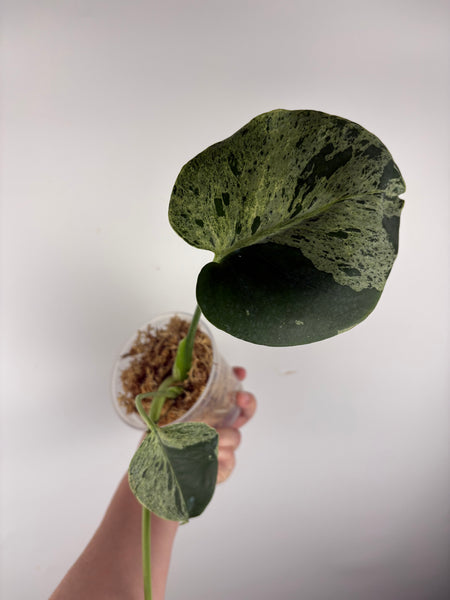 Monstera vietciosa (Thailand) B2