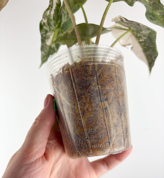 Alocasia amazonica polly variegated D