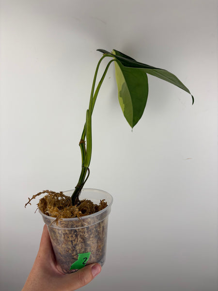 Syngonium chiapense variegated 2
