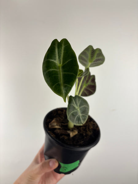 Alocasia Watsoniana low variegated aurea C