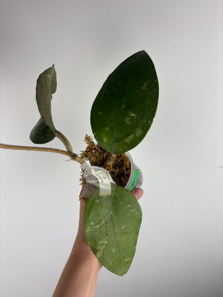 Hoya Bird of paradise A