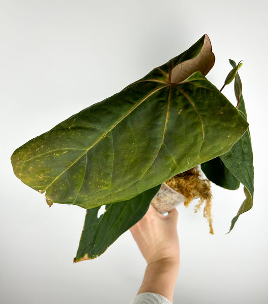 Anthurium Blue papillilaminum x (blue x warocqueanum) A