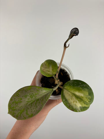 hoya obovata splash variegated