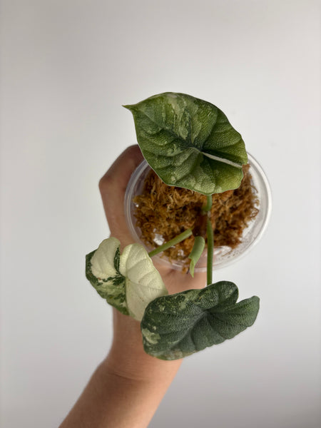 Alocasia Melo albo (Thailand) A