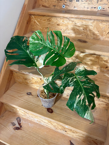 Monstera albo 9