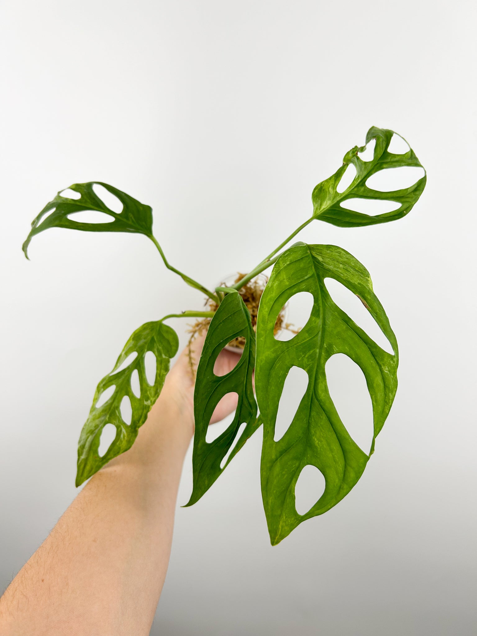 Monstera adansonii indo mint/marble E