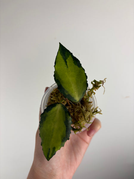 Hoya caudata variegated A