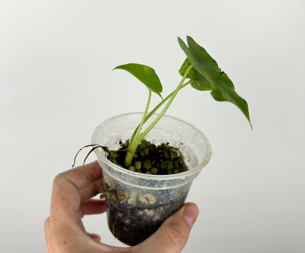 Alocasia gageana(odora) aurea