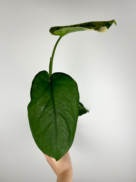 syngonium chiapense variegated B