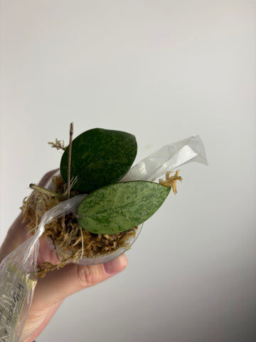 hoya verticillata pemalang galaxy A