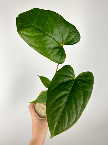 Anthurium magnificum x luxurians (Thailand) A