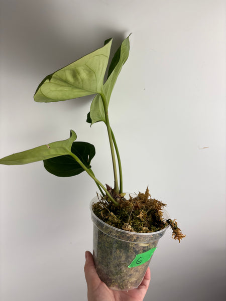 Anthurium king of spades G large