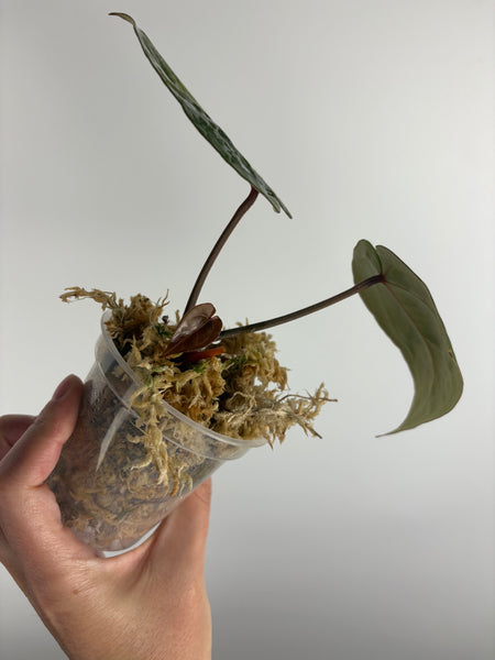 Anthurium red crystallinum nse seed (Indonesia) A