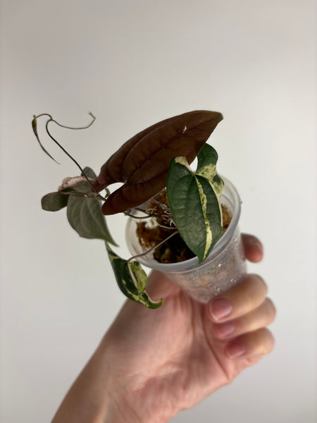 Dioscorea Filiformis ‘Gamma Ray’ (Thailand) A