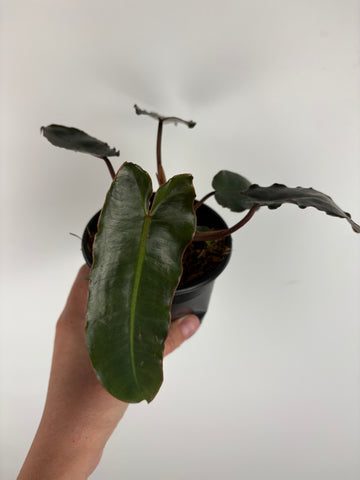 Philodendron Billietae Black 4 inch