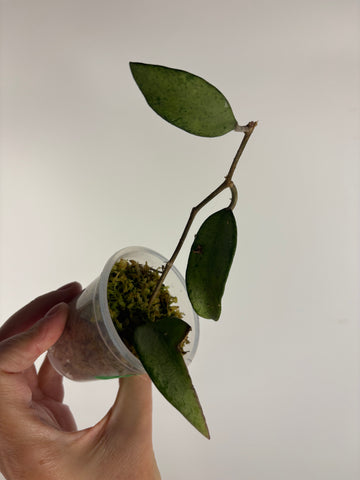 hoya snow cui silver B