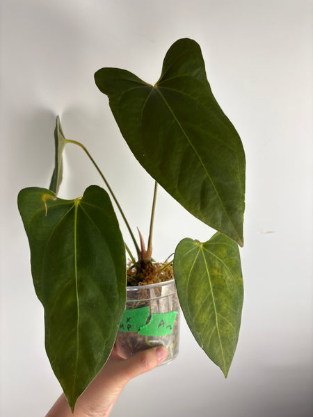 Anthurium bvit x blue papillilaminum A2