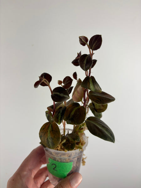 Peperomia columbiana 2