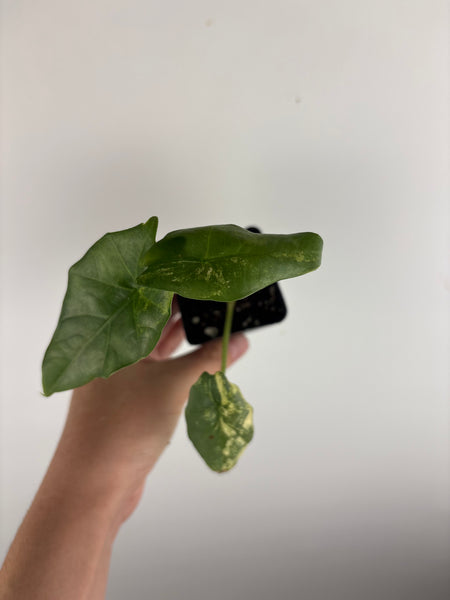 Alocasia Metallic blue aurea