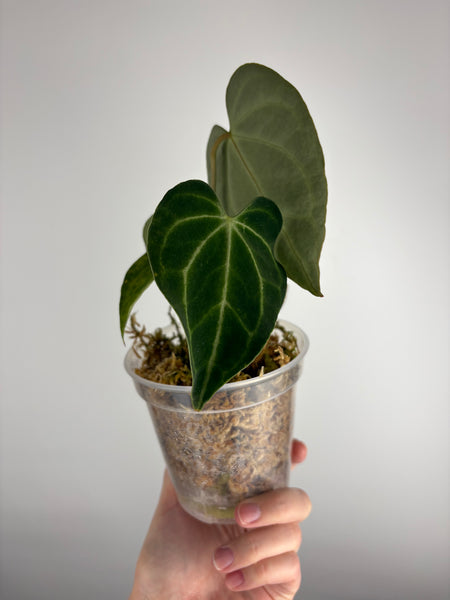 Anthurium King clari original Indonesia A