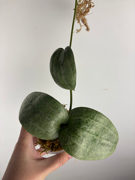 Hoya latifolia silver (Thailand)