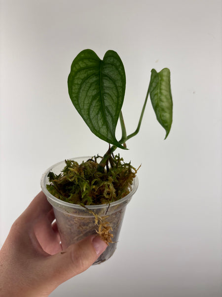 monstera siltepecana el salvador