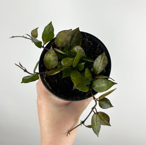 Hoya Krohniana Black 4 inch