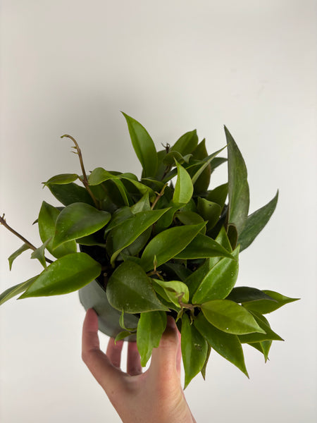 Hoya Sunrise 6 inch