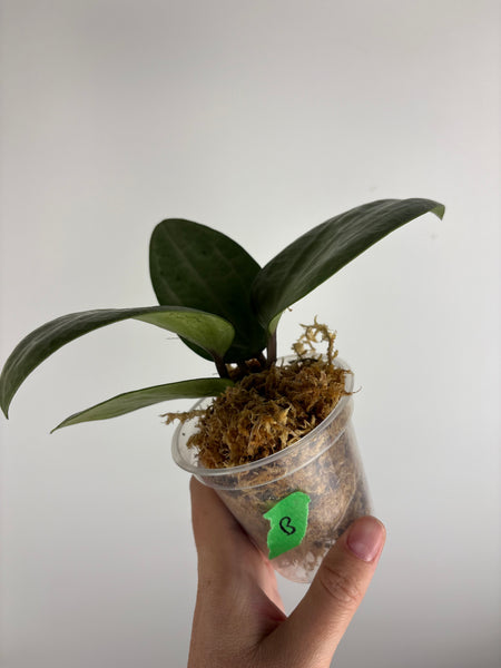Hoya Latifolia silver B