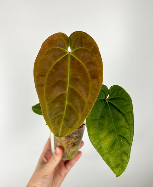 Anthurium (Luxurians x Besseae aff) x Besseae aff (Thailand)