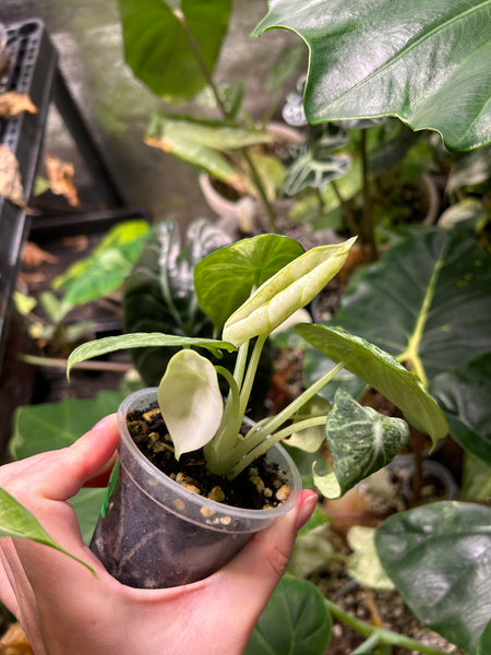 Alocasia ninja tricolor 3 inch pot C