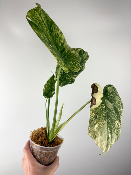 Monstera deliciosa green snow C