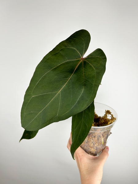 Anthurium Blue papillilaminum x papillilaminum A