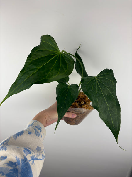 Anthurium delta force B2