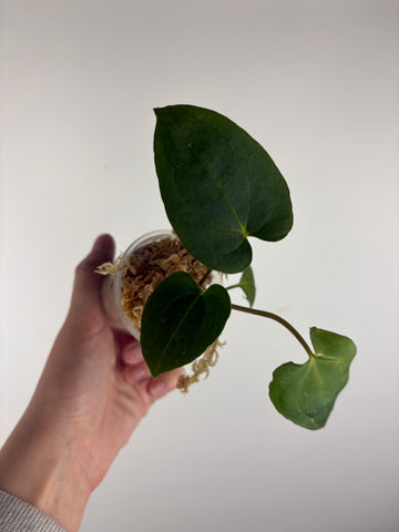 Anthurium Dark Pheonix seed E