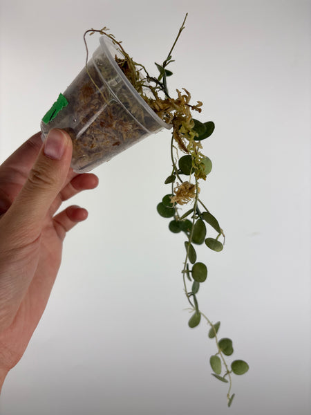 hoya tengchongensis 1