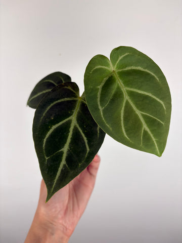 Anthurium blue papi x hoffmanii silver 2